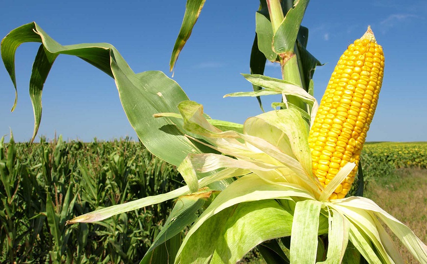 maiz-exportaciones-agro-cultivo-alimentos_copia