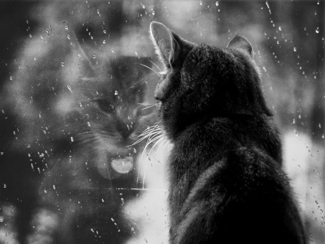 gato-negro,-ventana,-foto-en-blanco-y-negro-185484