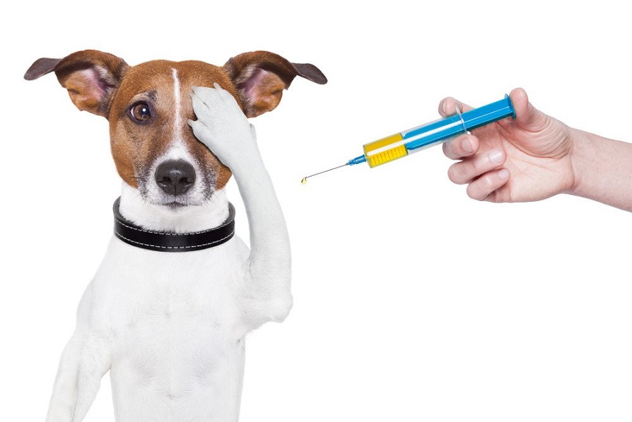 dog vaccination with a big blue Syringe